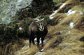 <center>Approcher doucement puis se figer pour saisir l'instant. eterlou, chamois grand paradis alpes 